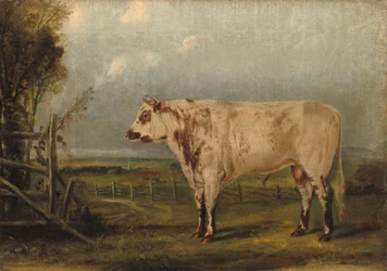 Un jeune taureau, vers 1849 (huile sur toile)