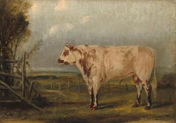 Un jeune taureau, vers 1849