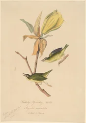 Paruline du Kentucky attrapant des mouches