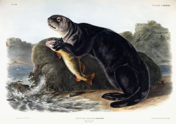Loutre de mer, jeune mâle