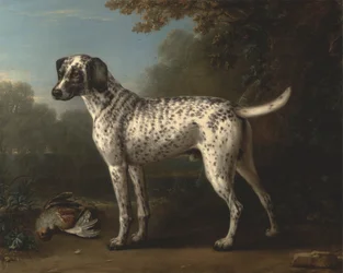 Un chien gris tacheté