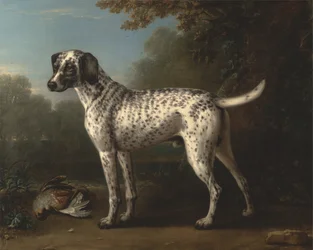 Un chien tacheté gris