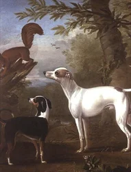 Deux chiens de chasse attirés par un écureuil sur une souche d