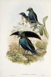 Superbe oiseau de paradis (Lophorina Superba)