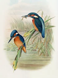 Alcedo Ispida, planche de 