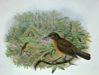 Amblyornis Inornatus, oiseau jardinier de Vogelkop