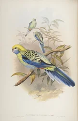 Platycerus cyanogenus, de Les Oiseaux d
