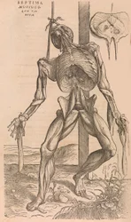 De humani corporis fabrica