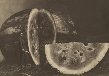 Homme coupant une pastèque