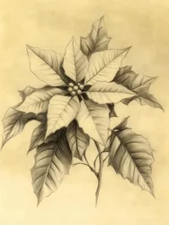 Élégant dessin de poinsettia