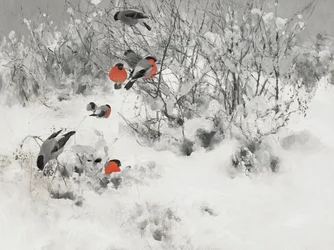 Des bouvreuils dans la neige