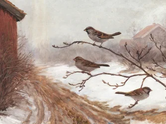 Moineaux des granges en hiver