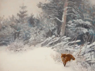 Renard des forêts en hiver