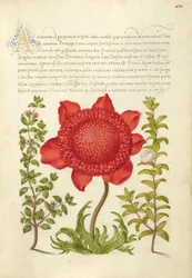 Basilic thym, anémone coquelicot et myrte