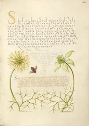 Cumin noir et insecte