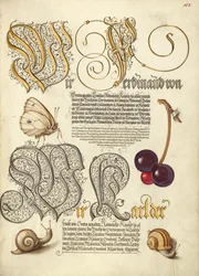 Papillon, cerise douce et escargots de terre