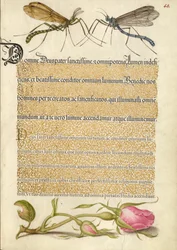 Mouche de la grue à crête, insecte et rose française