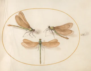 Libellule, vers 1575-80