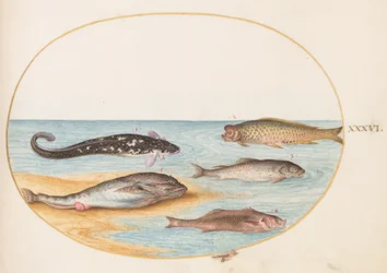Poisson, vers 1575-80