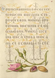 Rose française et pistache