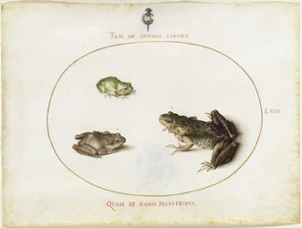Grenouilles, planche LXIII (suite gravée I, 7)