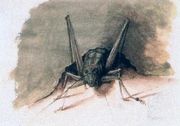 Sauterelle verte, 16ème siècle