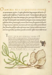 Mouche domestique, coton lavande et plante argentée