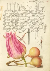 Insecte imaginaire, tulipe, araignée et poire commune