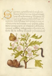 Insecte, aubépine anglaise, chenille et aveline européenne