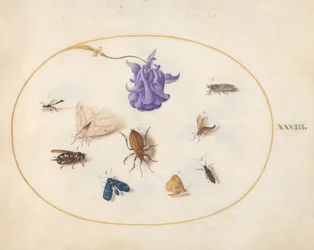 Insectes, vers 1575-80