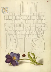 Coccinelle et pensée sauvage européenne