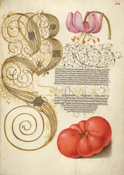 Lys martagon et tomate