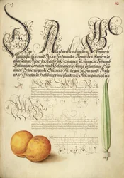 Éphémère, abricot et roseau