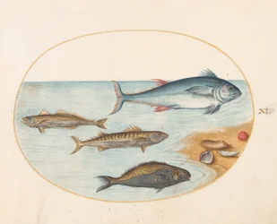 Planche 11 : Quatre poissons et coquillages
