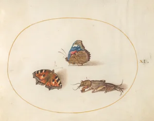 Planche 11 : petite tortue et vulcain avec une courtilière