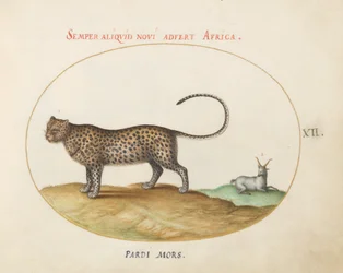 Planche 12 : Un guépard (?) et un mouton sauvage