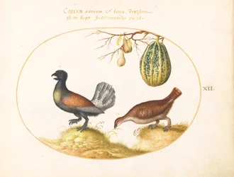 Planche 12 : Paire de coqs de bruyère avec un melon et des poires