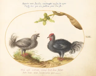 Planche 13 : Deux poulets gris bouclés