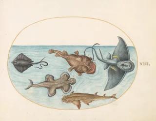 Planche 13 : Deux raies, un poisson-pêcheur, un poisson-moine(?) et un requin-ange