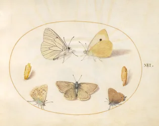 Black-Veined White, Clouded Yellow, Black Hairstreak(?) et Geranium Argus(?) Butterflies avec deux chrysalides (planche 16)