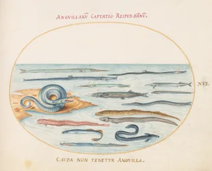 Planche 16 : Anguilles, Syngnathes et Aiguilles de Mer