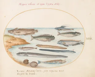 Planche 17 : Un cabillaud, poisson-araignée, anguilles et autres poissons