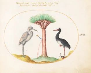Planche 17 : Héron blanc (?) et cigogne noire tuant un serpent avec un arbre à sang de dragon
