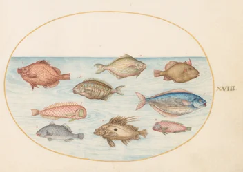 Planche 18 : poisson-cochon, poisson-rasoir, poisson-beurre, un saint-pierre et autres poissons