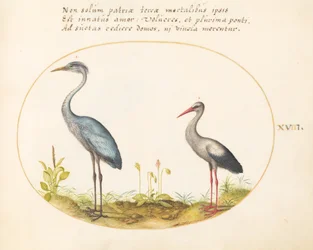 Planche 18 : Héron et cigogne