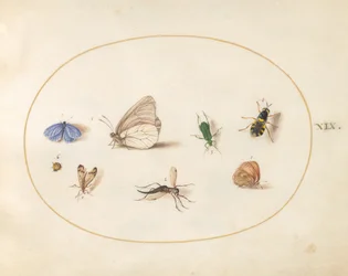 Planche 19: deux papillons avec cinq autres insectes