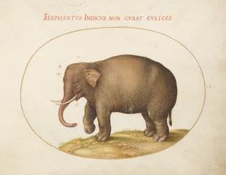 Planche 1 : Éléphant avec insectes