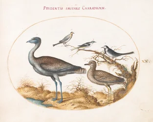 Planche 20 : Un pluvier avec quatre autres oiseaux