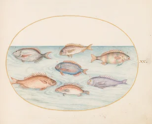 Planche 20 : daurades, dentex, sargues et autres poissons