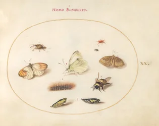 Planche 20 : Trois papillons, une chenille, une abeille, deux chrysalides et trois charançons